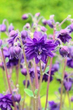 Mor Avrupa 'da çiçek açan