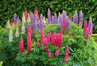 Geniş yapraklı lupin çiçekleri