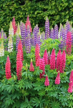 Geniş yapraklı lupin çiçekleri