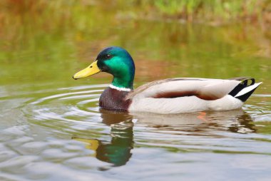 Suyun üstünde çok hoş bir yaban ördeği.