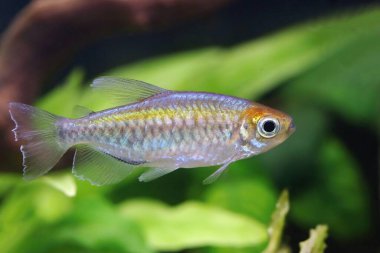 Akvaryumdaki güzel Kongo tetra balığı