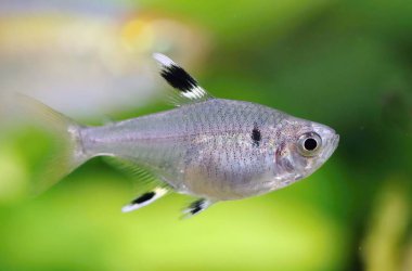 Akvaryumdaki güzel x ışını tetra balığı