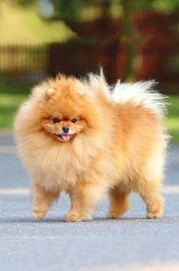 Çok şirin Pomeranya köpek cinsi.