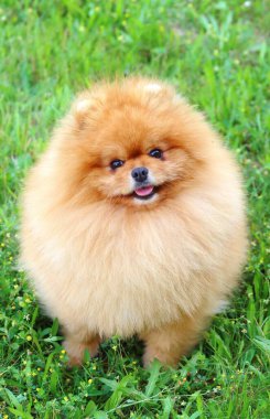 Çok şirin Pomeranya köpek cinsi.