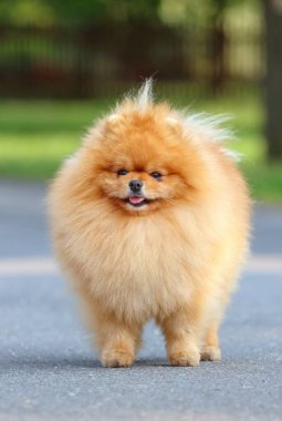 Çok şirin Pomeranya köpek cinsi.