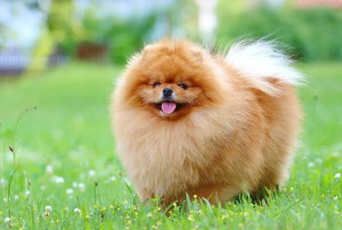 Çok şirin Pomeranya köpek cinsi.