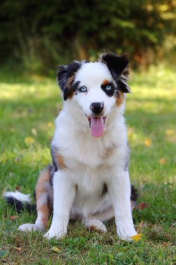 Şirin Minyatür Amerikan Çoban Köpeği