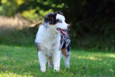 Şirin Minyatür Amerikan Çoban Köpeği