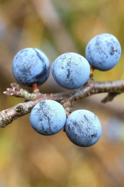 Sloe подробиці — стокове фото