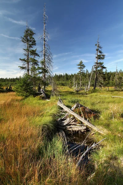 Turf bog in Krkonose bergen — Stockfoto