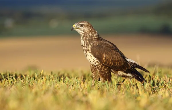 Buzzard sur champ d'automne — Photo