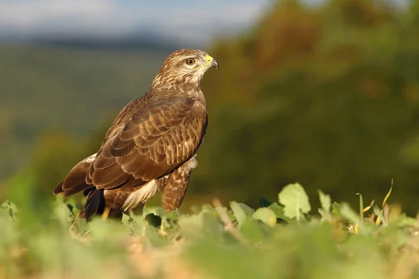 Buzzard on autumn field — Stock Photo, Image