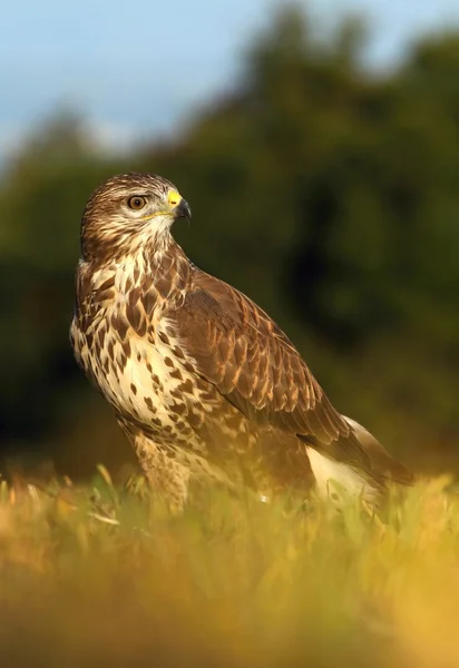 Buzzard sur champ d'automne — Photo