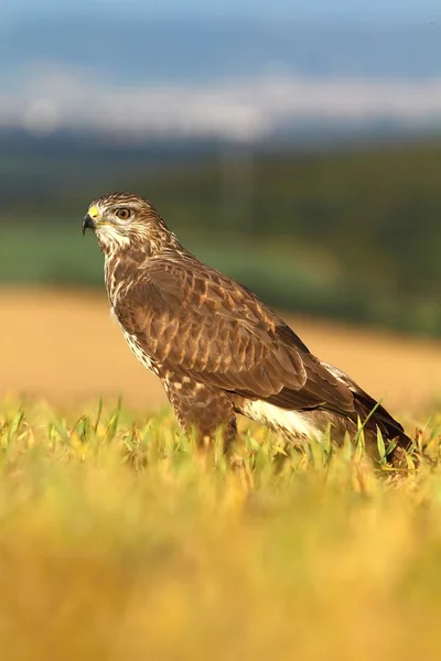 Buzzard sur champ d'automne — Photo