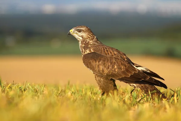 Buzzard sur champ d'automne — Photo