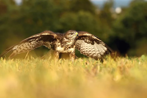 Buzzard on autumn field — Stock Photo, Image