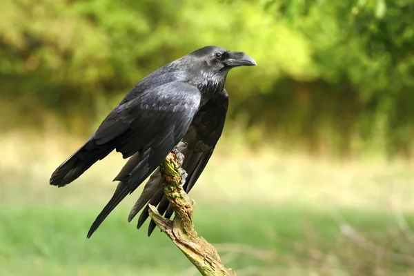 Raven in grass — Stock Photo, Image