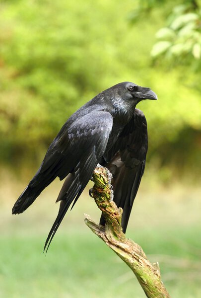 Raven in grass