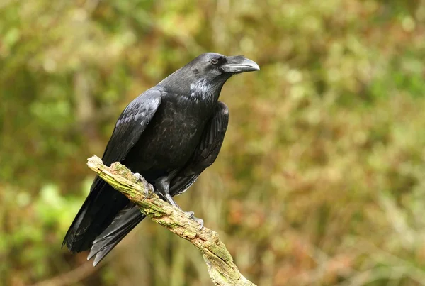 Raven in grass — Stock Photo, Image
