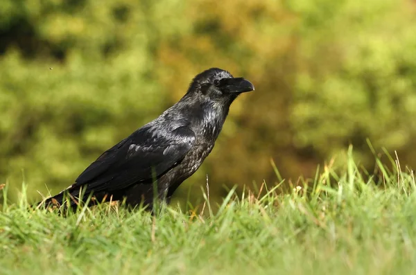 Raven in gras — Stockfoto