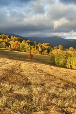Şahin sülün yiyor