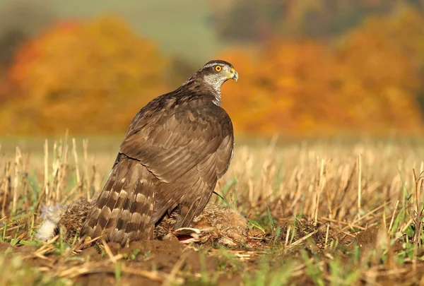 Hawk mange du faisan — Photo