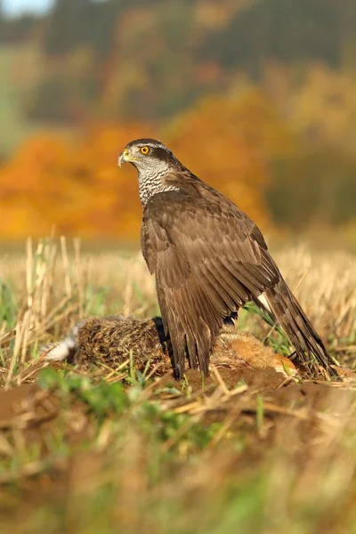 Hawk äter fasan — Stockfoto