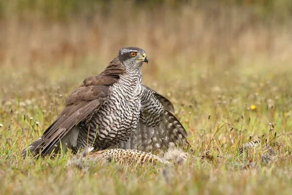 Hawk mange du faisan — Photo