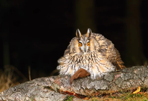 Ohreneule auf Lärche — Stockfoto