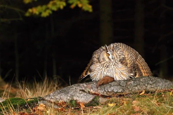 Gufo auricolare su larice — Foto Stock