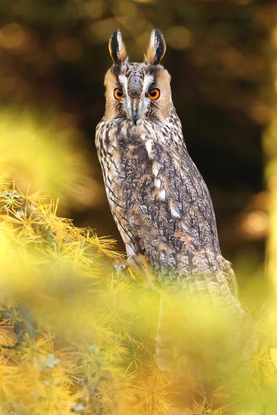 Eared owl για λάρυκος (αγριοπεύκης) — Φωτογραφία Αρχείου