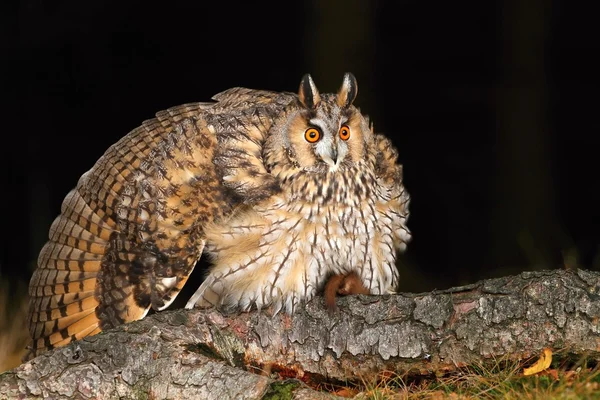 Eared owl na modrzew — Zdjęcie stockowe