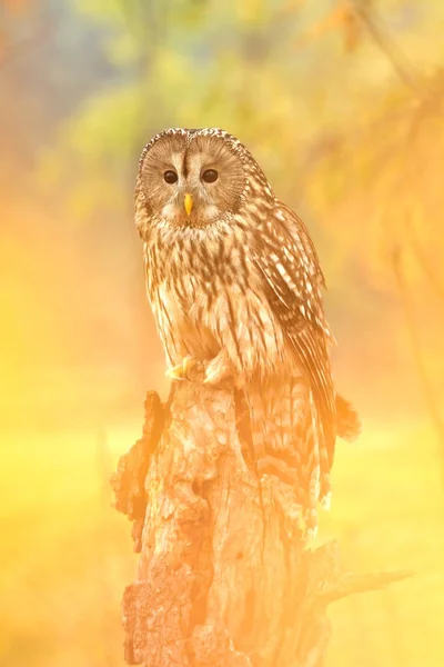 Eared owl på lärk — Stockfoto