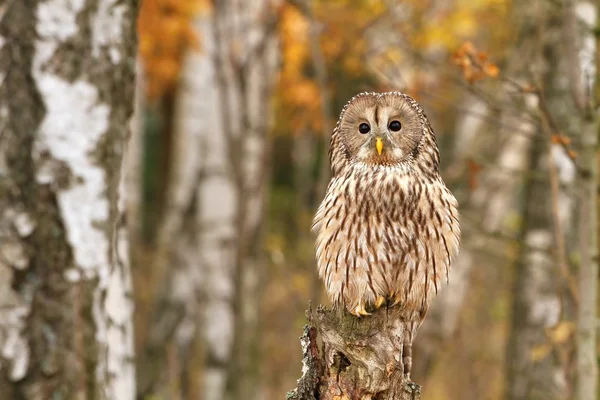 Eared owl na modrzew — Zdjęcie stockowe
