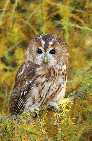 Hibou sur branche moussue — Photo