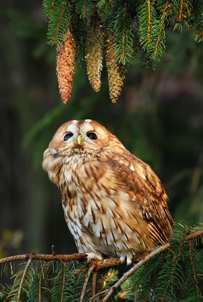 Uil op mossy tak — Stockfoto