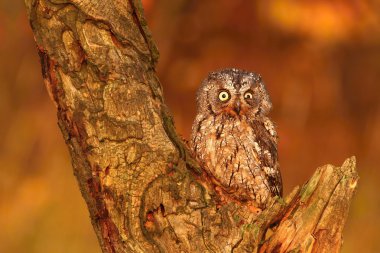 Küçük orman baykuşu