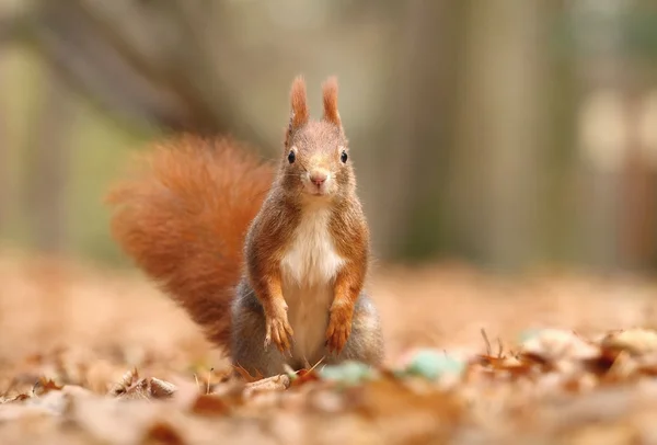 Little squirrel standing — Stock Photo, Image