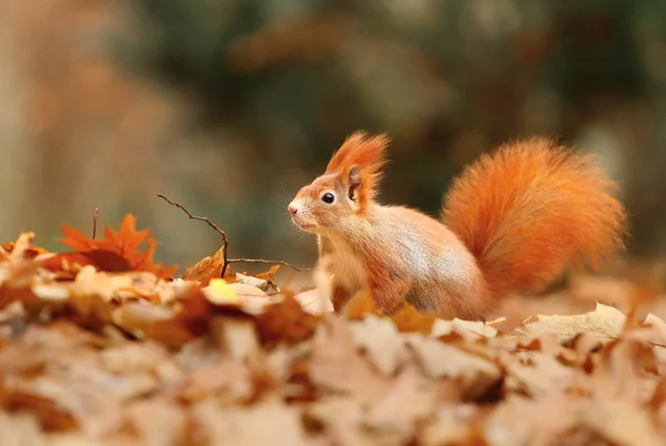 Wiewiórka jesienią liście — Zdjęcie stockowe