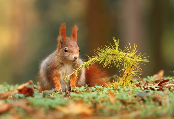 Squirrel and larch branch — Stock Photo, Image