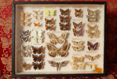 eski kelebek koleksiyonu