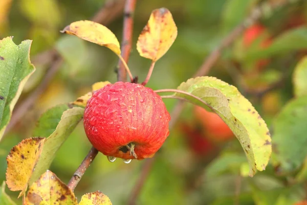 Apfel am Ast — Stockfoto