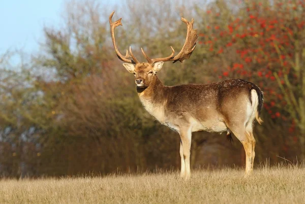 Impressive fallow deer — Stock Photo, Image