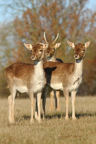 Three fallow deers — Stock Photo, Image