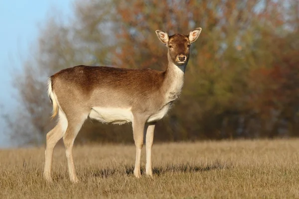 Fallow deer female — Stock Photo, Image