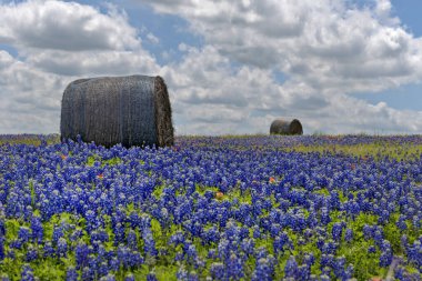 Saman balyalarıyla Bluebonnet alanı, Texas, ABD gururu