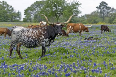 Texas Longhorn ineği Teksas 'ın Hill Country şehrinde mavi başlık tarlasında duruyor.