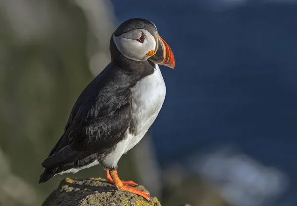 Atlantic Puffin Βλέποντας Θάλασσα Από Τον Γκρεμό Στην Ισλανδία — Φωτογραφία Αρχείου