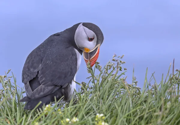 Aves Del Frailecillo Atlántico Recolectando Hierba Para Nido Islandia —  Fotos de Stock