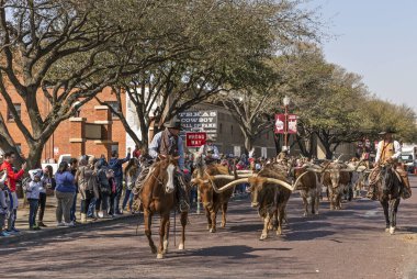Fort Worth, Teksas, ABD - 03.15.2018: Stockyard Ulusal Tarih Bölgesi 'nde Longhorn sığır gütme 
